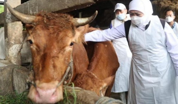 Kementan Targetkan Produksi Vaksin PMK Rampung Akhir Agustus 2022